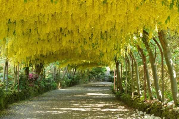 laburnum Tree